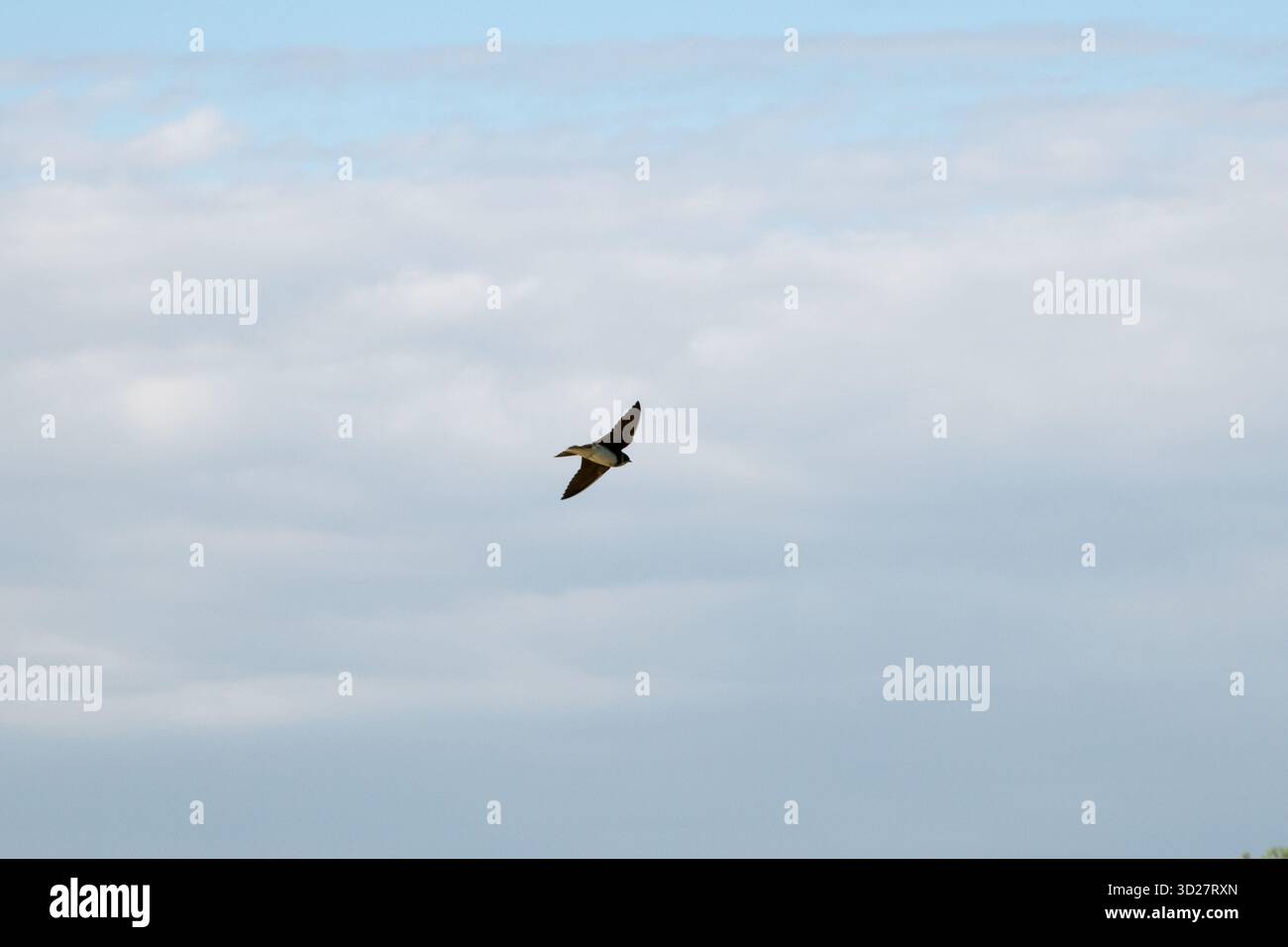 Sable martin survolant Wittow, la péninsule la plus septentrionale de l'île de Rügen, la mer Baltique. Banque D'Images