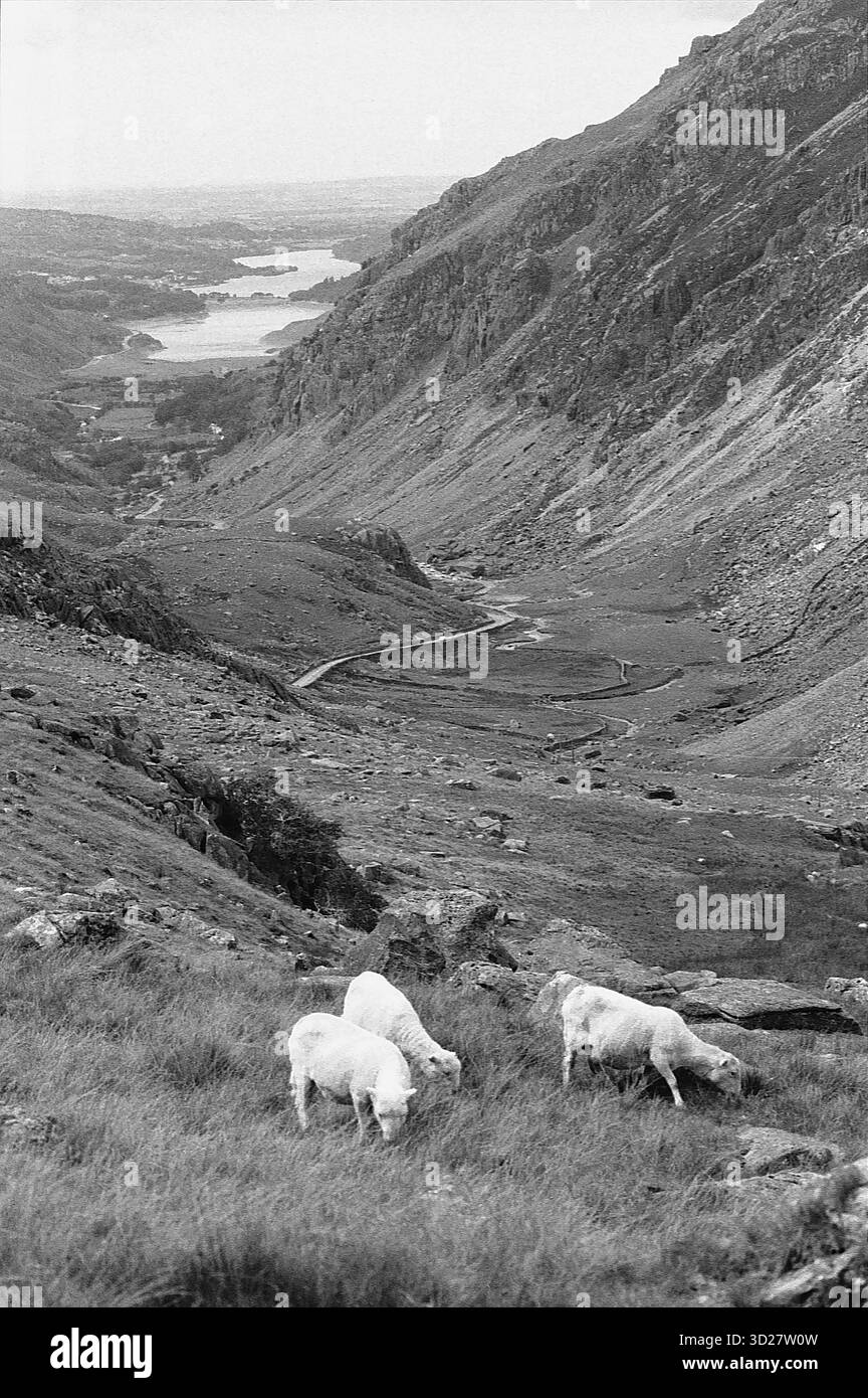 Capturée dans le paysage spectaculaire du parc national de Snowdonia, au pays de Galles, cette image révèle un terrain accidenté et montagneux caractérisé par des pentes abruptes et des formations rocheuses exposées. Une route sinueuse serpente à travers la vallée en contrebas, offrant un aperçu de l'emblématique péninsule de Lleyn et des eaux étendues de Cardigan Bay. La scène illustre la beauté sauvage du parc et témoigne des caractéristiques géologiques uniques de la région. Banque D'Images