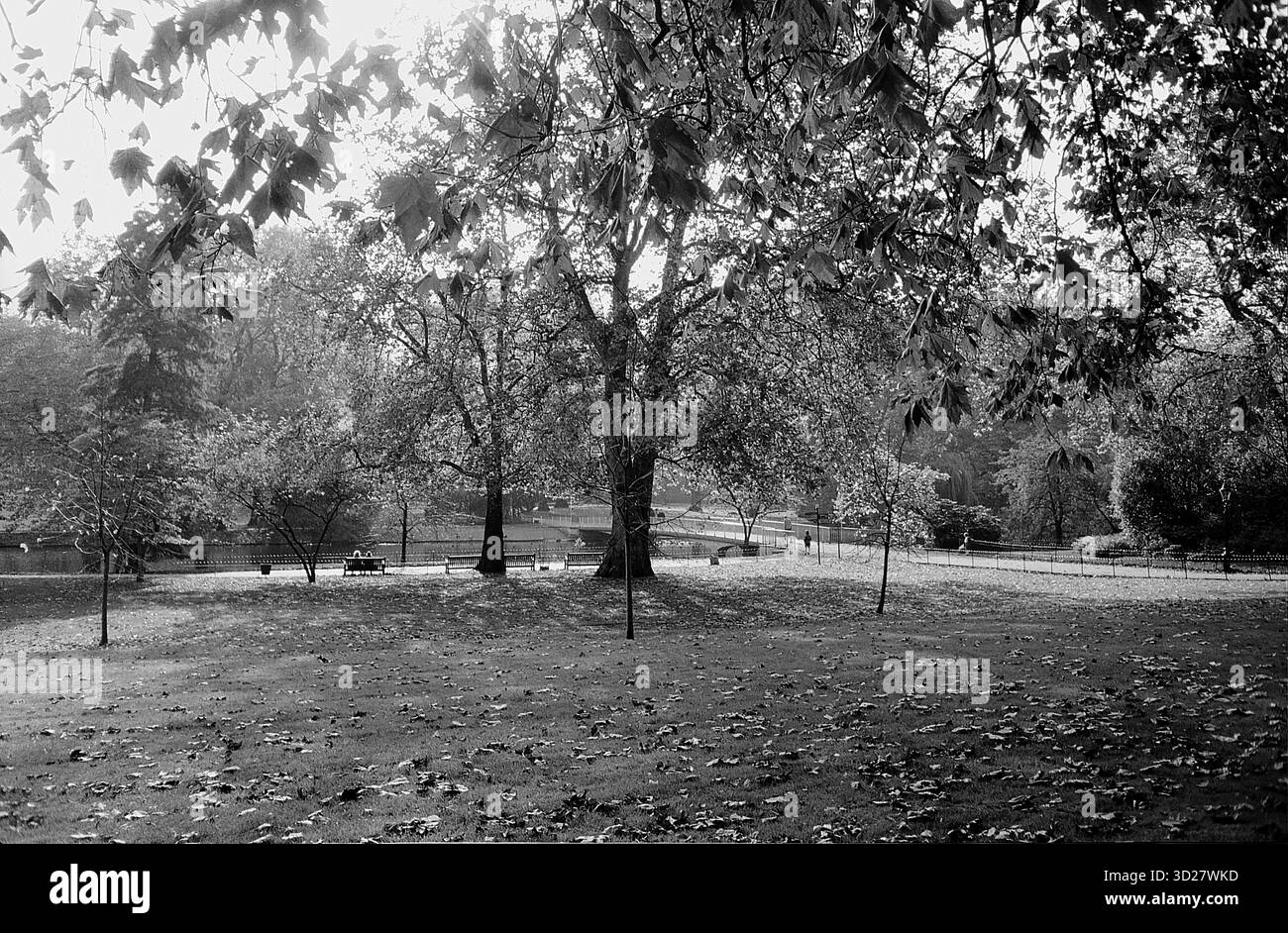 James's Park : une escapade tranquille au cœur de Londres. Ce parc royal emblématique offre une toile de fond sereine de forêts anciennes, offrant un répit bienvenu loin de l'agitation de la ville. Abritant des troupeaux de cerfs sauvages, Richmond Park est un espace vert très apprécié et une destination incontournable pour les amoureux de la nature et les visiteurs. Banque D'Images