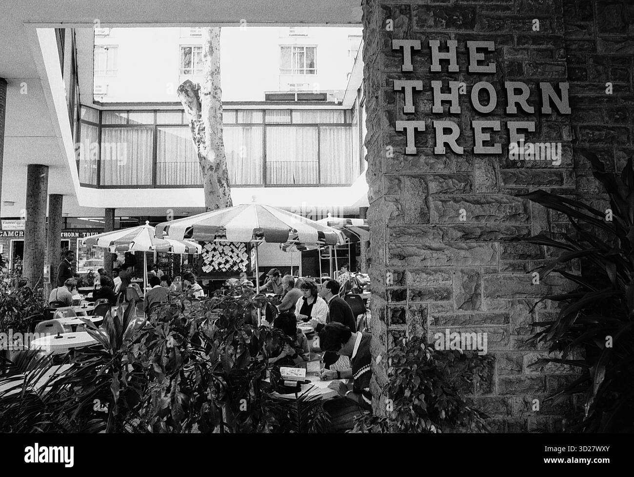 Nairobi's The Thorn Tree : a Historic Oasis. Niché au cœur animé de Nairobi, au Kenya, le Thorn Tree offre une escapade tranquille. Cet établissement emblématique, datant des années 1920, offre un mélange unique d'histoire et de charme contemporain. Les clients peuvent déguster des repas et des boissons ombragés par un arbre imposant, un point de repère qui a été témoin de décennies d'évolution de Nairobi. Le Thorn Tree reste un endroit populaire pour les habitants et les touristes, offrant un avant-goût du riche passé de la ville. Banque D'Images