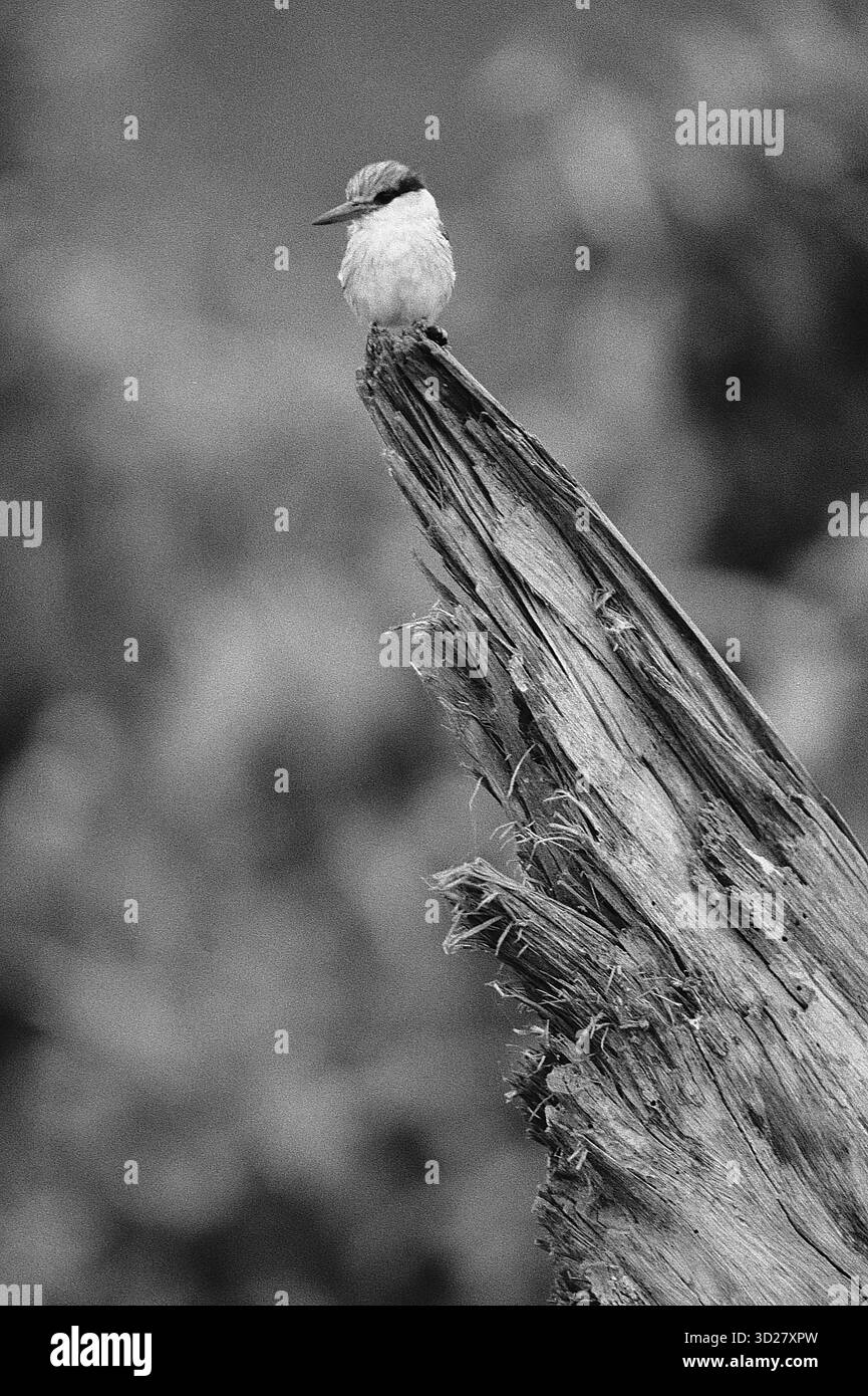 Une image frappante capture un kingfisher perché au sommet d'une branche d'arbre altérée. Les marques distinctives de l’oiseau contrastent fortement avec la toile de fond monochrome, soulignant sa forme délicate et la texture rugueuse du bois. La composition met en évidence la résilience de l’oiseau et son adaptation à son environnement. Parc national du lac Manyara, Tanzanie Banque D'Images