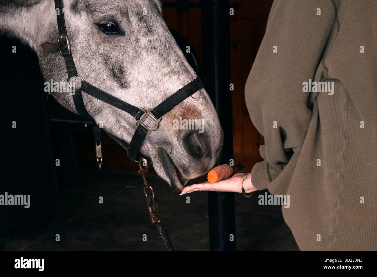 Vue rapprochée d'une personne nourrissant un cheval avec une carotte orange placée sur une main plate ouverte Banque D'Images