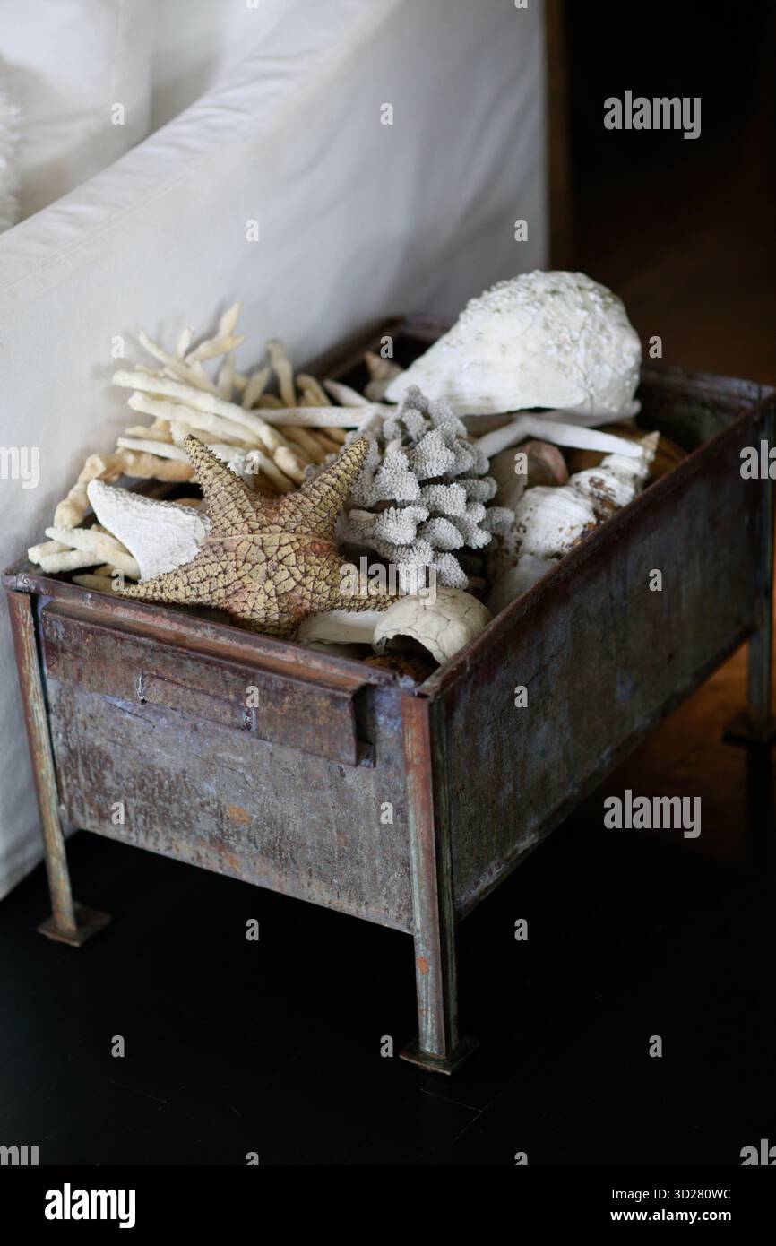 Dans un salon élégant, une boîte en métal vieilli présente un assortiment de coquillages, de corail et d'étoiles de mer, ajoutant une touche côtière au décor et à l'invi Banque D'Images