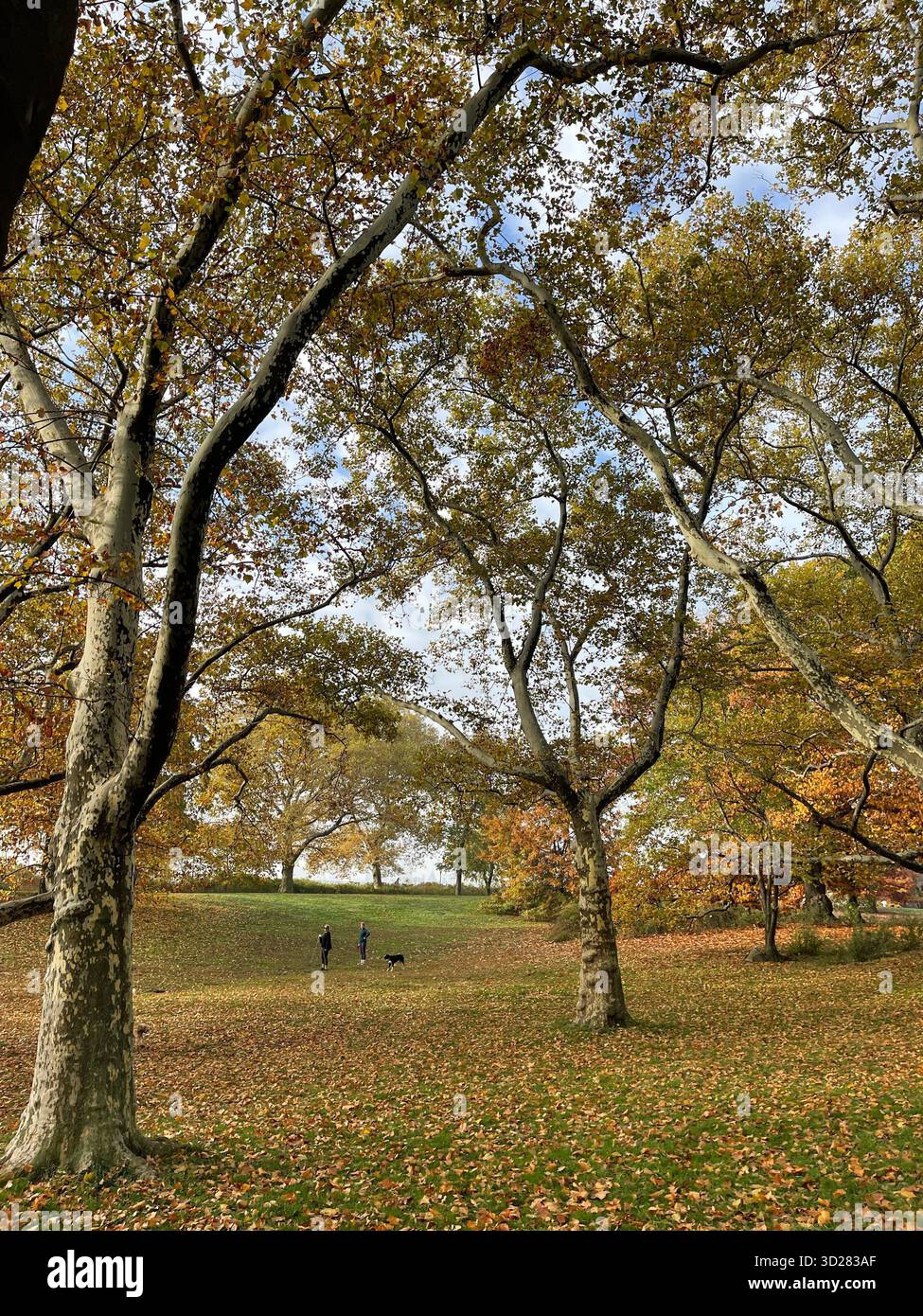 Arbres d’automne à Central Park, NYC — une symphonie de couleurs peignant le chef-d’œuvre de la nature au cœur de la ville. Banque D'Images