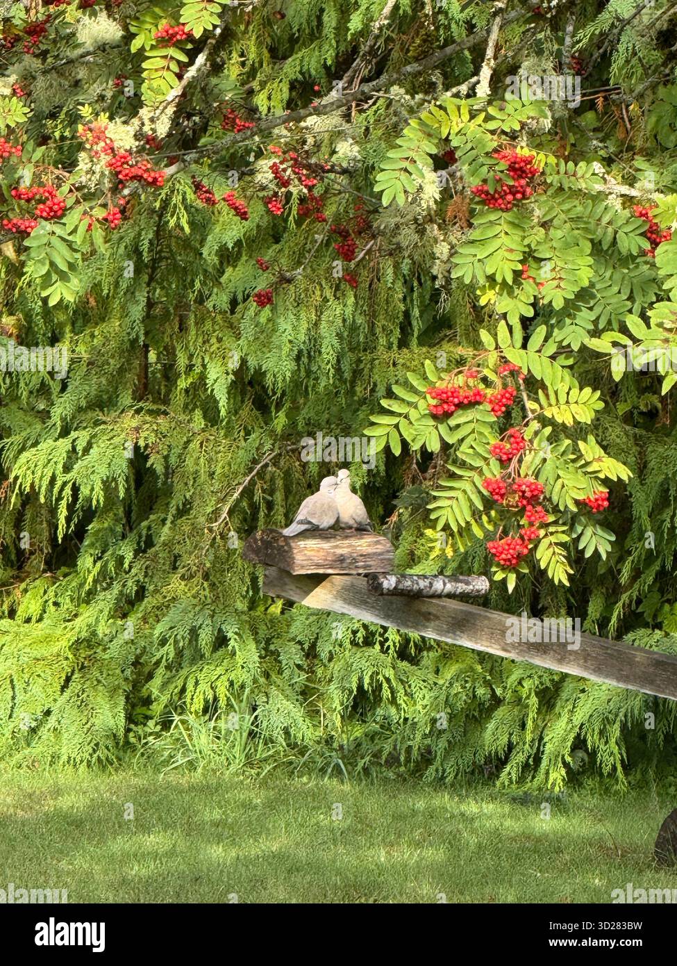 Deux colombes sur une perche en bois avec des baies de rowan et un fond de feuillage vert - Image de stock capturée avec un smartphone