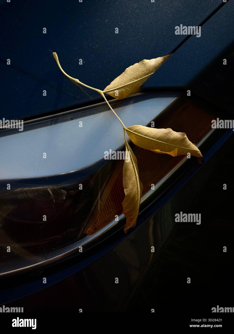 Feuille d'automne sur une voiture - Image de stock capturée avec un smartphone