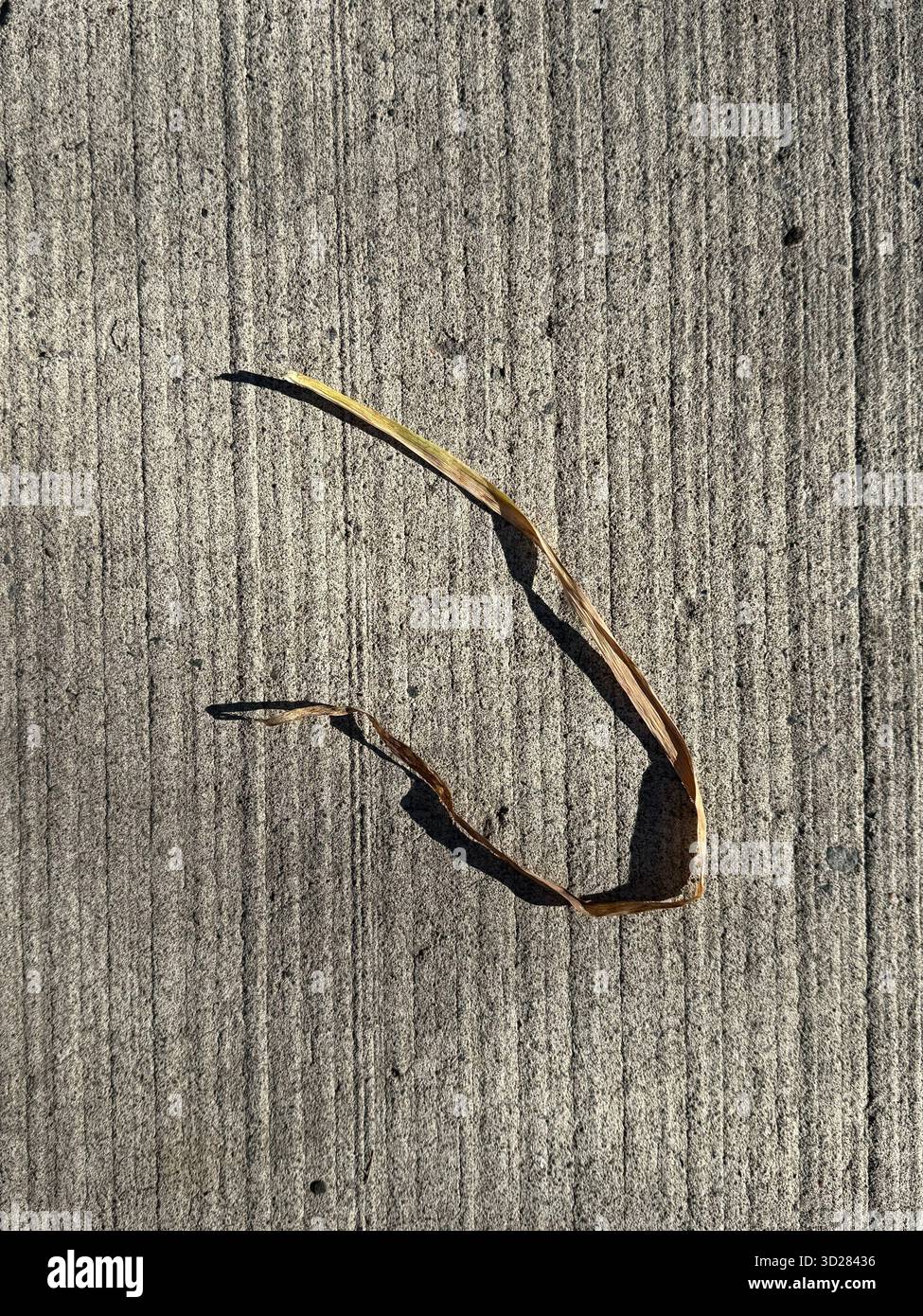 Leaf sur le béton Banque D'Images