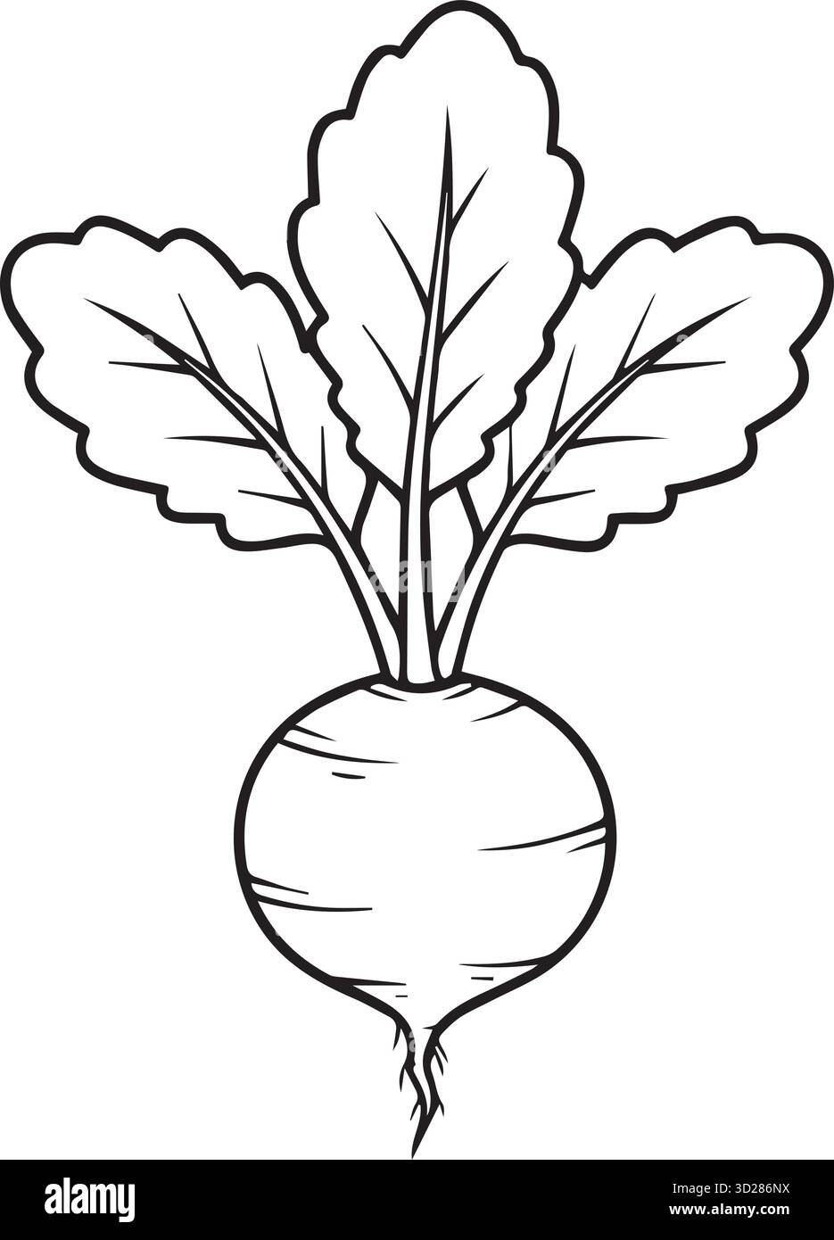 Illustration de betterave noire et blanche pour la cuisine, la nutrition et l'art alimentaire Illustration de Vecteur