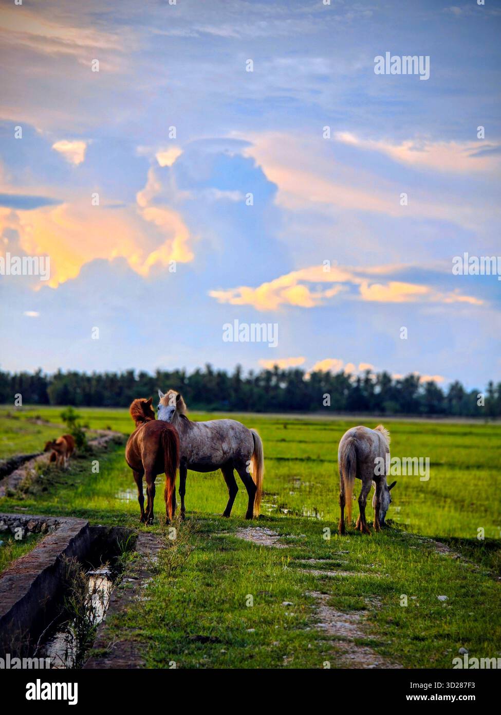 Ceci est une photographie verticale visuellement frappante de chevaux qui paissent dans une verdure verdoyante rizière sous un ciel spectaculaire. - Image de stock capturée avec un smartphone