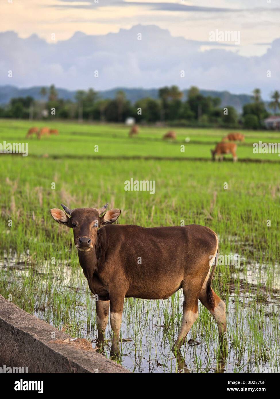 Une seule vache brune avec une construction solide et solide se tient en évidence au premier plan. Il a des cornes courtes et des pattes inférieures blanches ou de couleur claire. - Image de stock capturée avec un smartphone