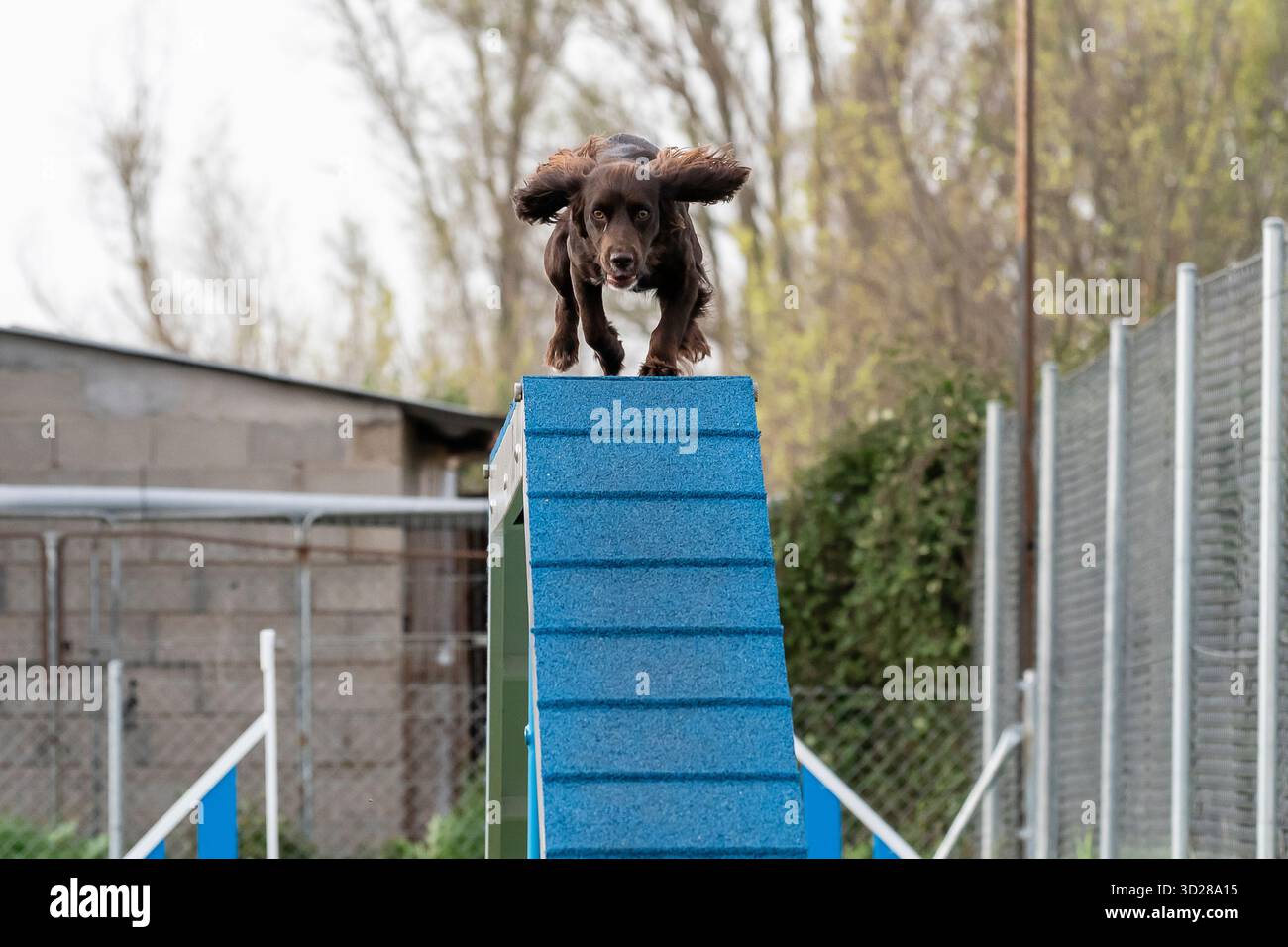 Un chien vivant met en valeur ses compétences en sautant sur une rampe d'agilité pendant l'entraînement dans un parc ensoleillé. Banque D'Images