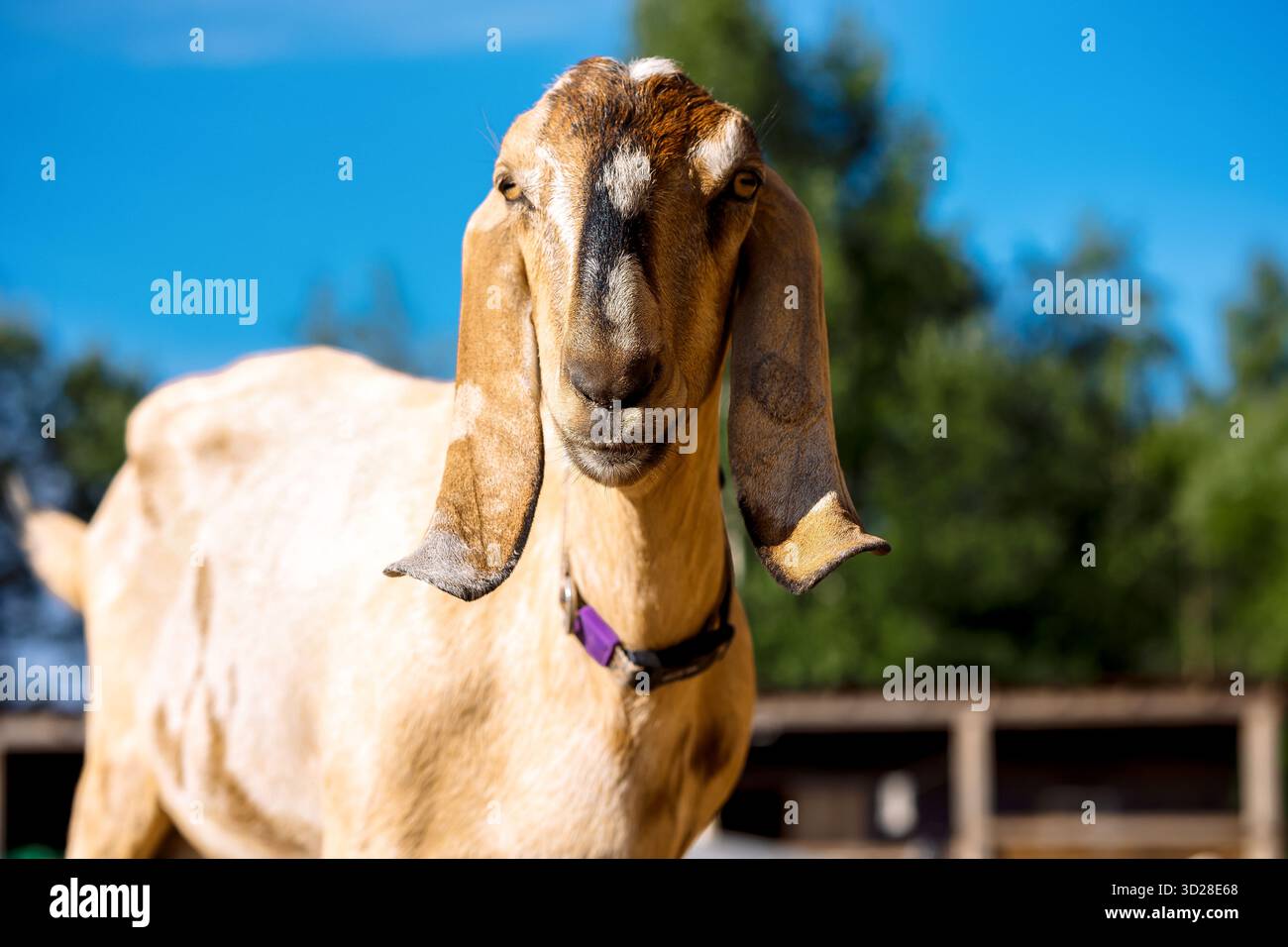 Portrait de chèvre nubienne brune avec de longues oreilles, regardant la caméra. Concept de la faune en gros plan. Banque D'Images