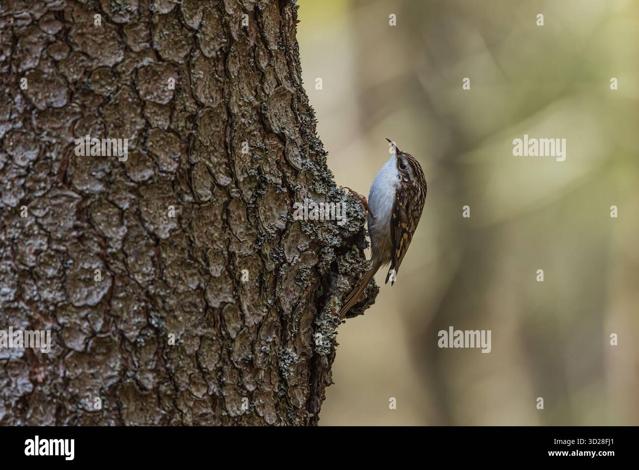 L'araignée eurasienne ou araignée commune (Certhia familiaris) est un petit oiseau passereau également connu dans les îles Britanniques, Banque D'Images