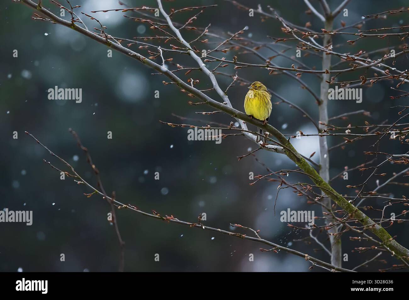 Le jaune (Emberiza citrinella) sur un arbre pendant les chutes de neige Banque D'Images