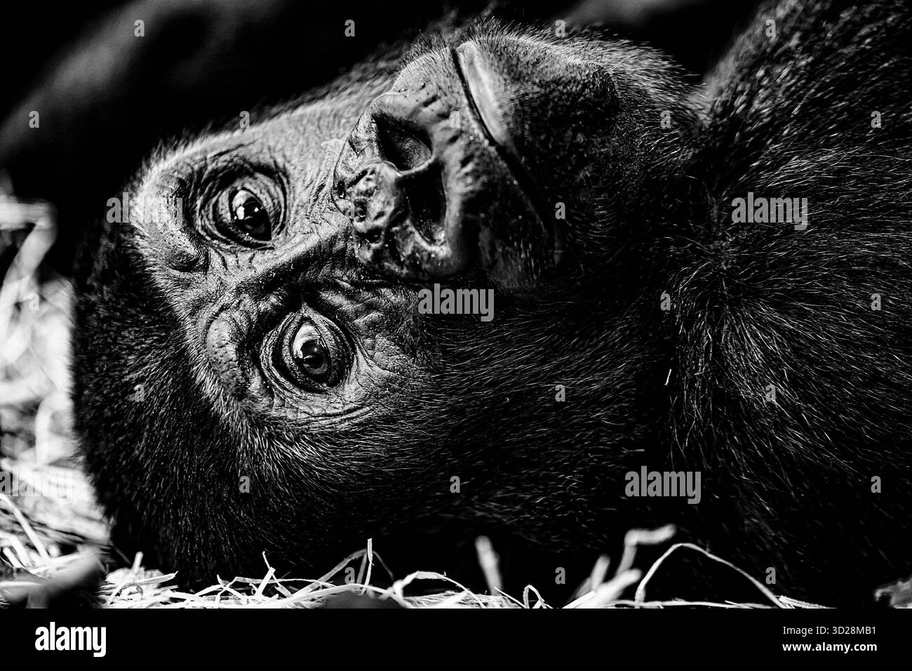 Gorille occidentale (Gorilla Gorilla) noir et blanc Banque D'Images