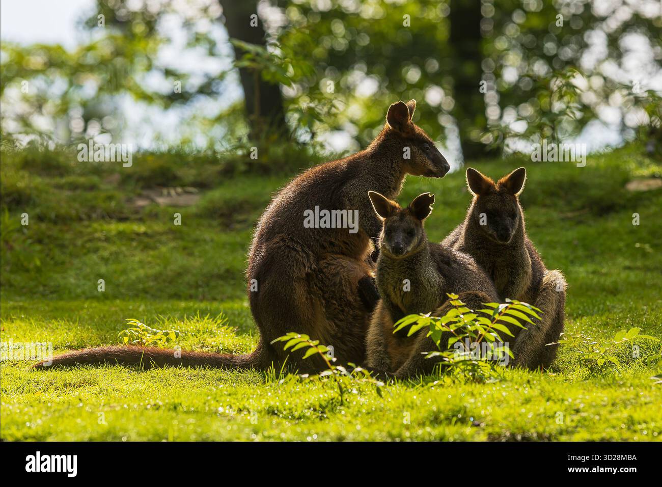 Le wallaby des marais (Wallabia bicolor) est un petit marsupial macropode de l'est de l'Australie le groupe est assis dans la lumière opposée Banque D'Images