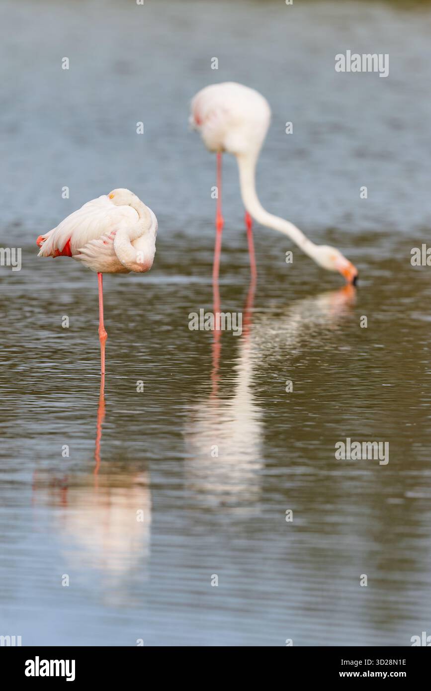 Les grands flamants roses (Phoenicopterus roseus) se nourrissant dans les eaux peu profondes d'un lagon de Camargue, France. Banque D'Images