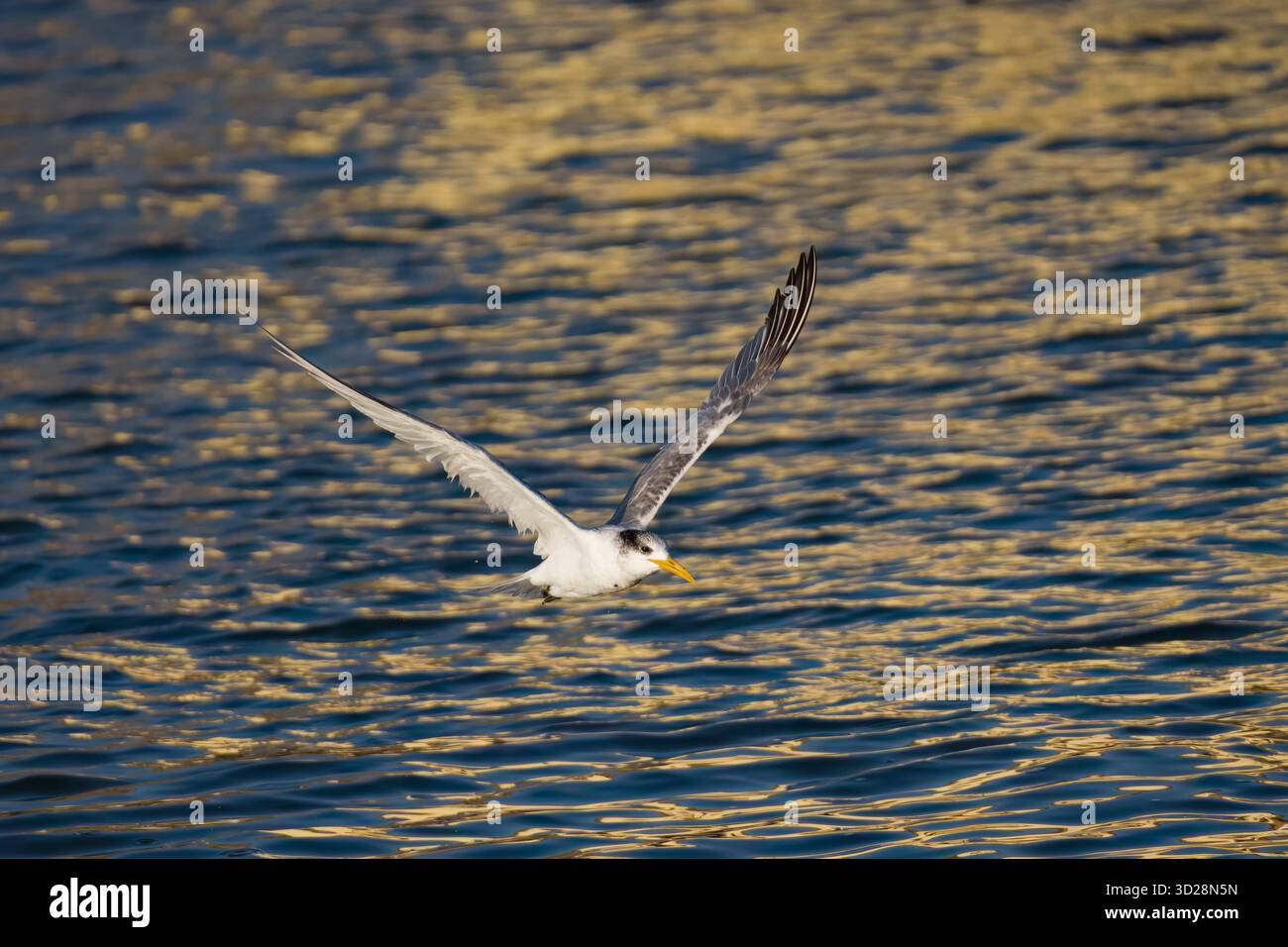 Great Crested Tern en vol Namibie Banque D'Images