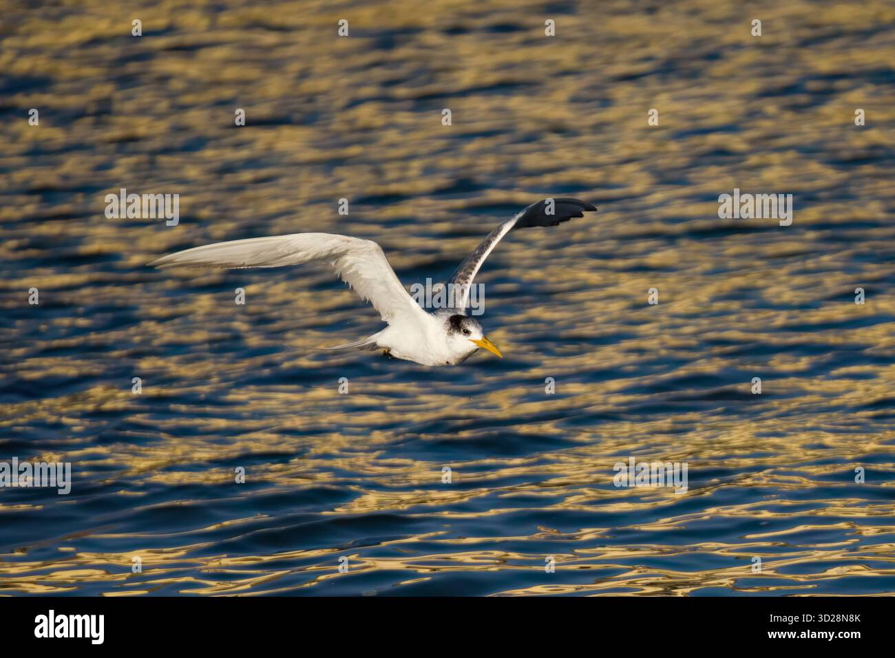 Great Crested Tern en vol Namibie Banque D'Images