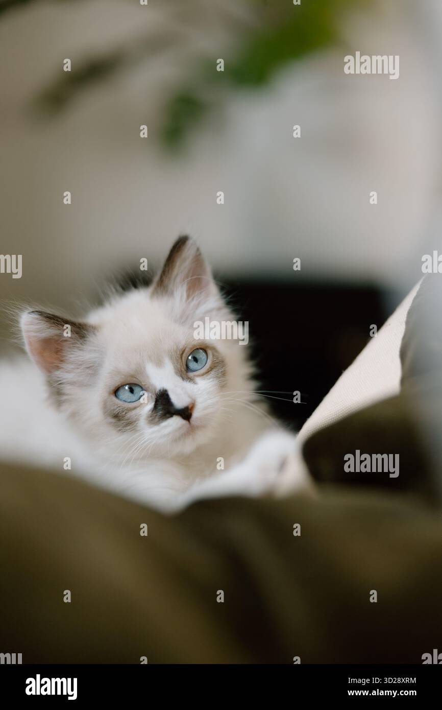 Chaton avec les yeux bleus et des marques uniques Banque D'Images
