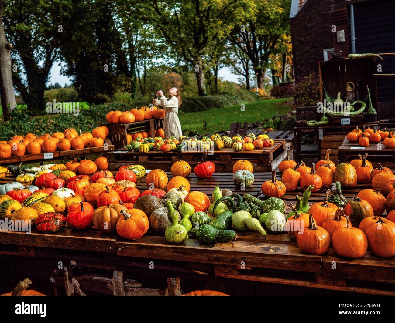 Groesbeek, Gueldre, pays-Bas. 26 octobre 2025. Des gens vus à côté des citrouilles. Alors que la nuit d'Halloween se rapproche, les gens visitent une ferme près de la ville de Nimègue pour acheter des citrouilles à sculpter. De plus en plus, cette tradition d'Halloween devient populaire parmi les Néerlandais. Halloween est un jour férié célébré chaque année le 31 octobre. Il évolue en une journée d'activités comme décorer les maisons avec des choses effrayantes, des trucs-ou-traitants, sculpter des jack-o-lanternes, et manger des friandises. (Crédit image : © Ana Fernandez/SOPA images via ZUMA Press Wire) USAGE ÉDITORIAL SEULEMENT ! Non destiné à UN USAGE commercial ! Banque D'Images