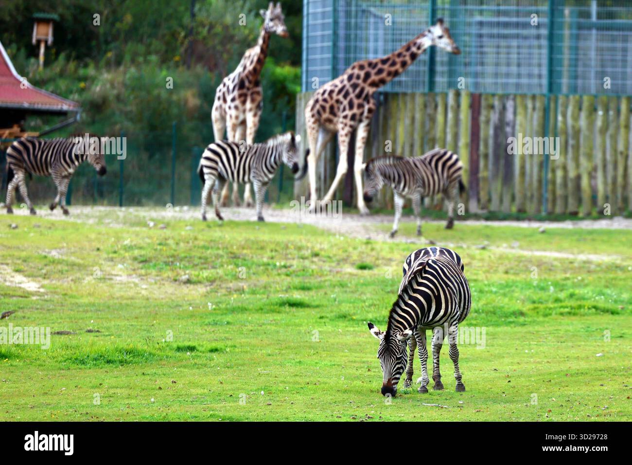 Zèbres et girafes pâturant dans une enceinte verte Banque D'Images