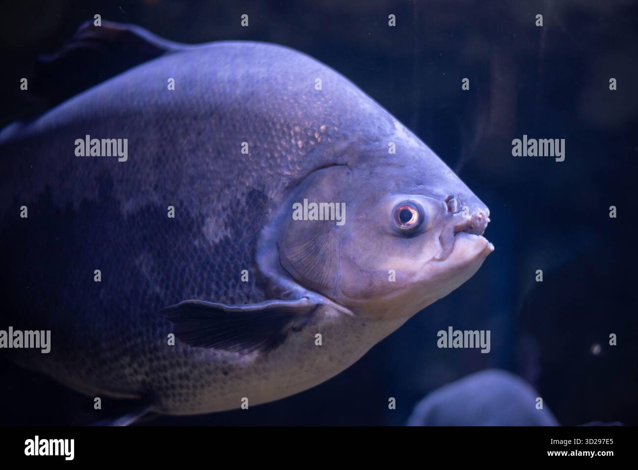 Colossoma macropomum est une espèce de poisson à nageoires raies d'eau douce de la sous-famille des Serrasalminae, de la famille des Characidae, la seule espèce du genre Colossoma. Banque D'Images