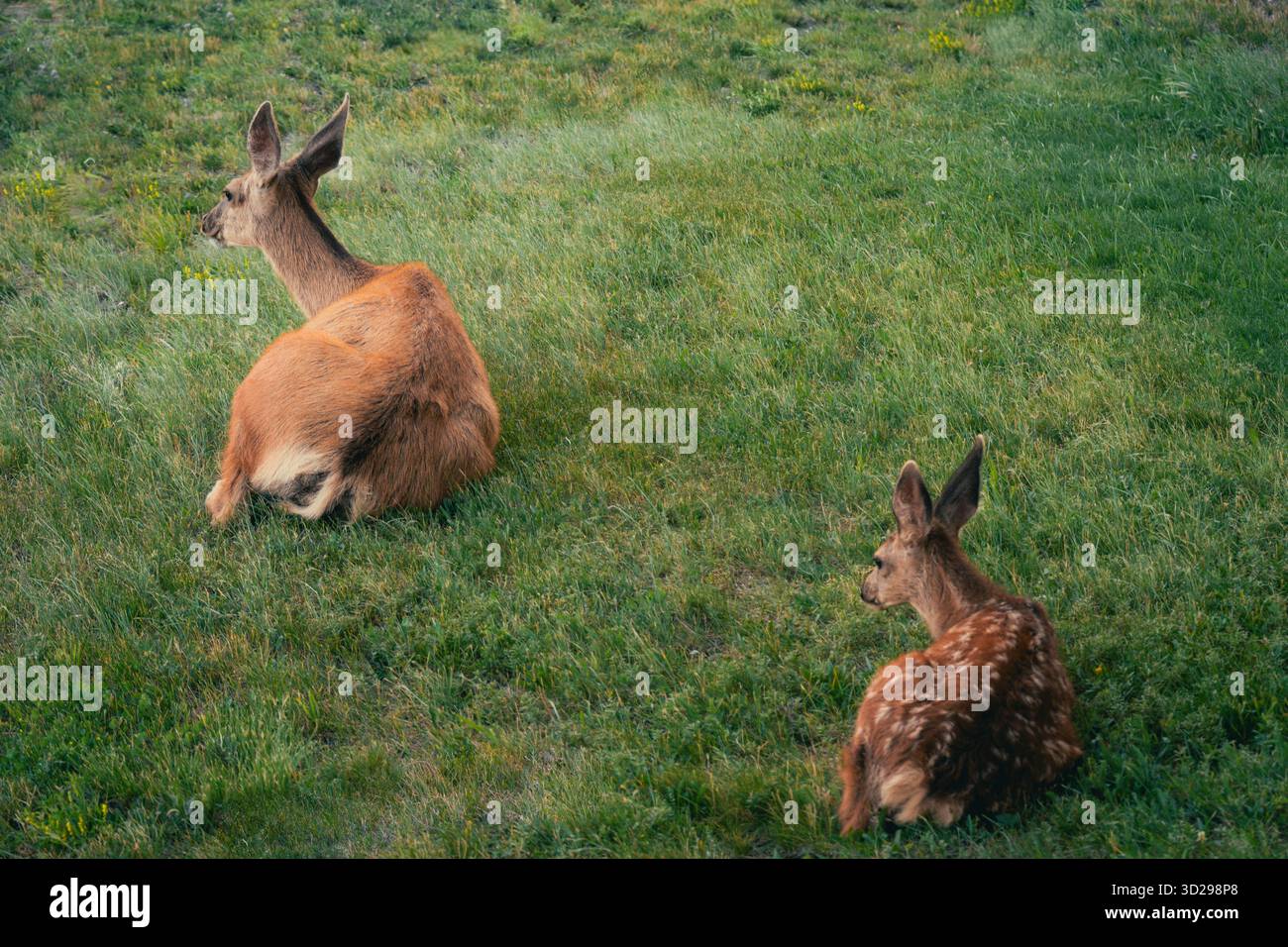 Doe et faon se reposant paisiblement dans un champ vert luxuriant par une journée ensoleillée. Waterton, Alb Banque D'Images