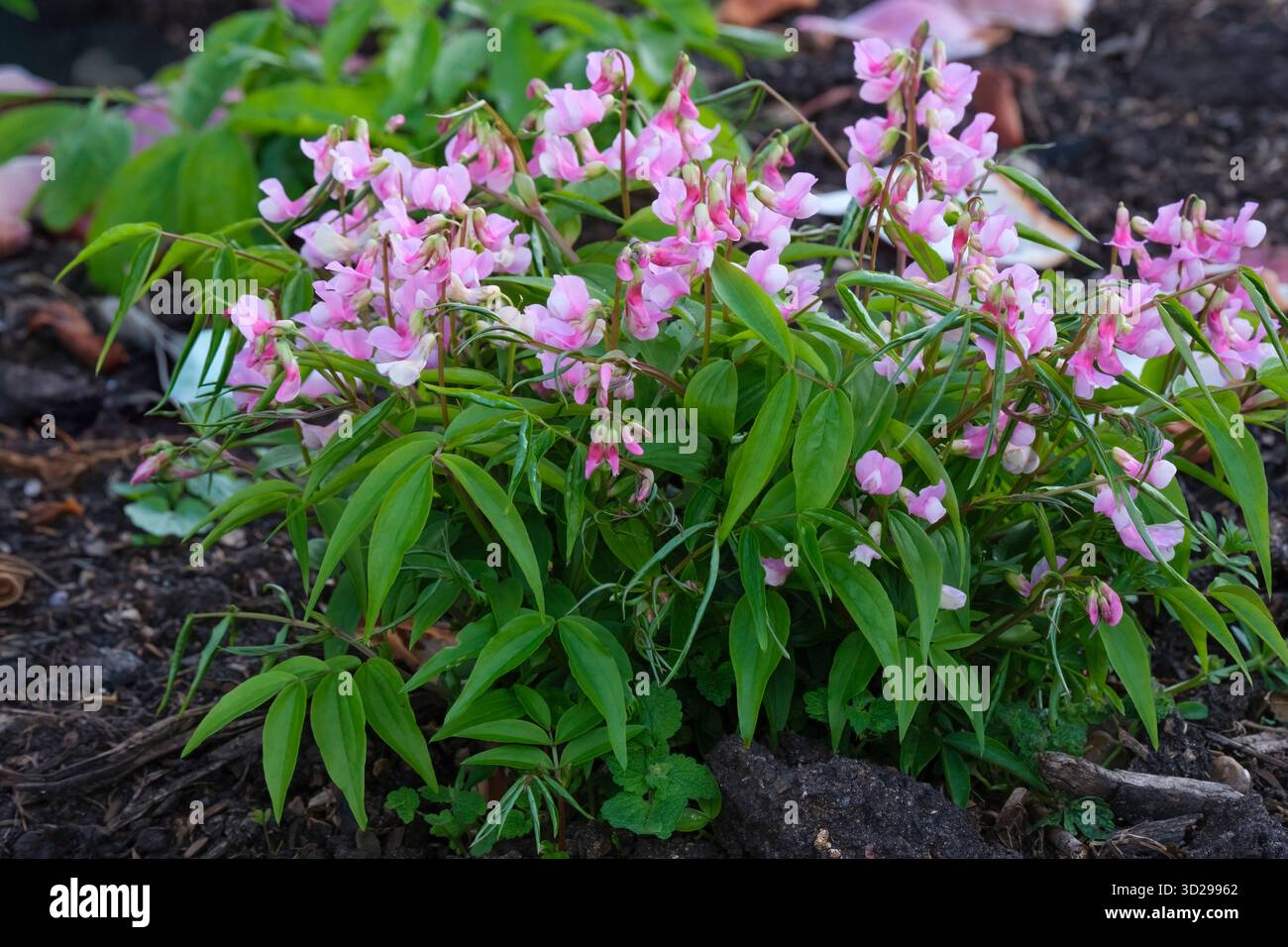Lathyrus vernus, pois de printemps, vesce amère, courtes racèmes de fleurs rougeâtres-violettes, ombré bleu verdâtre avec l'âge Banque D'Images