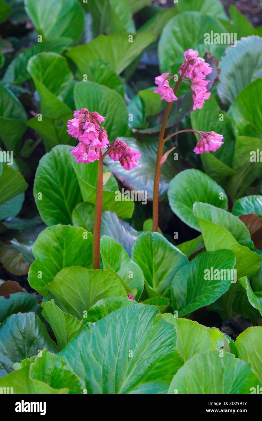 Bergenia Bressingham Ruby, oreilles d'éléphant Bressingham Ruby, fleurs en forme de cloche rose magenta au début du printemps sur des tiges courtes Banque D'Images