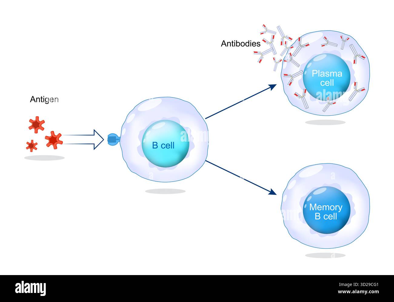 Antigènes qui activent les lymphocytes B, plasmocytes, anticorps et lymphocytes B mémoire. Immunité humorale. Réponse immunitaire adaptative, illustration vectorielle Illustration de Vecteur