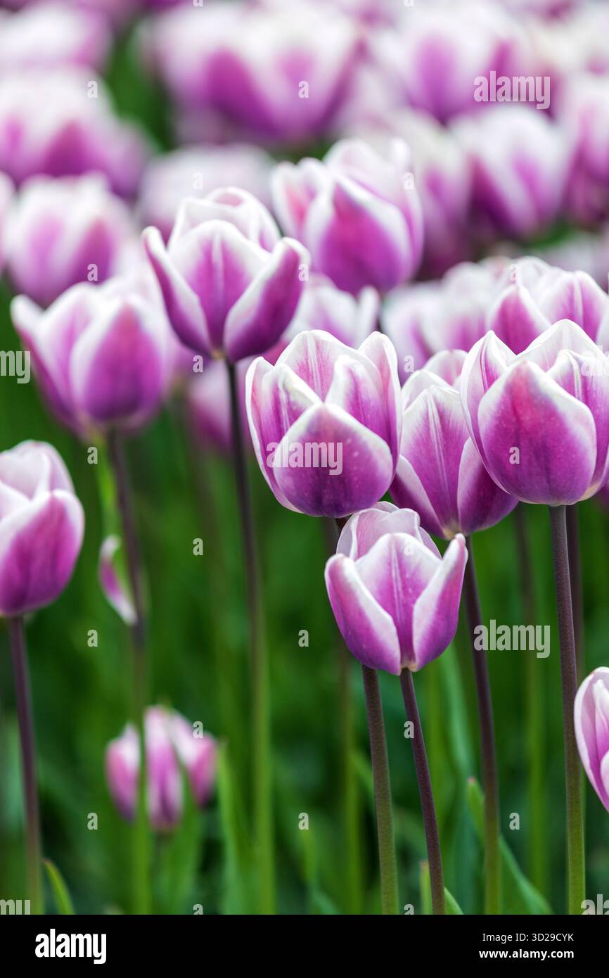 Vue d'un champ vibrant de tulipes pourpres et blanches s'étendant vers le ciel, une tapisserie florale en pleine floraison, Haarlem, Hollande du Nord, pays-Bas Banque D'Images