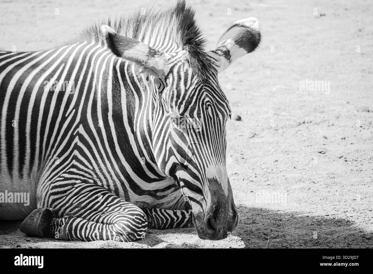 Equus grevyi, zèbre de Grevy, une espèce de zèbre très menacée trouvée dans les plaines du nord-est de l'Afrique. Avec des rayures noires et blanches caractéristiques Banque D'Images