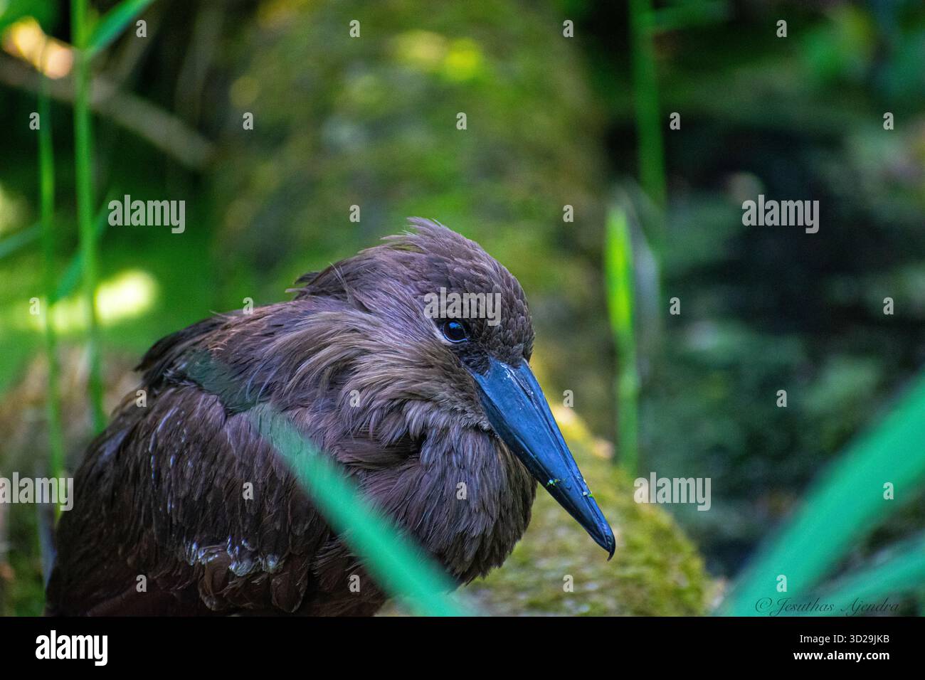 Le hamerkop (Scopus umbretta), également appelé parapluie, est un oiseau de taille moyenne Banque D'Images