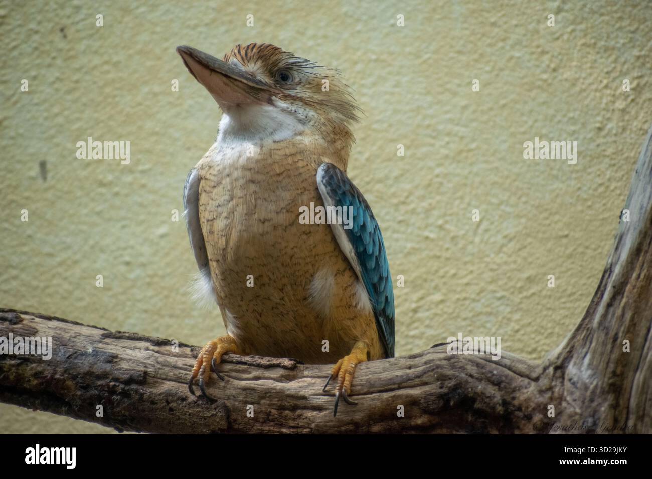 Le kookaburra riant (Dacelo novaeguineae) est un oiseau de la sous-famille des pêcheurs royaux Halcyoninae. Banque D'Images