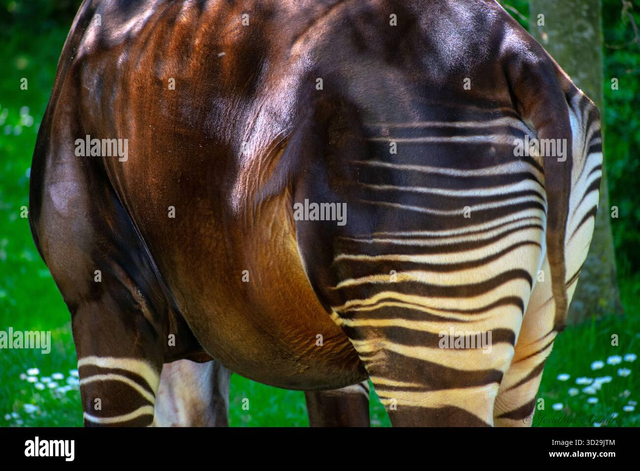 L'okapi (Okapia johnstoni), également connu sous le nom de girafe des forêts, est un artiodactyle endémique des forêts tropicales d'Afrique centrale. Elle est très menacée. Banque D'Images