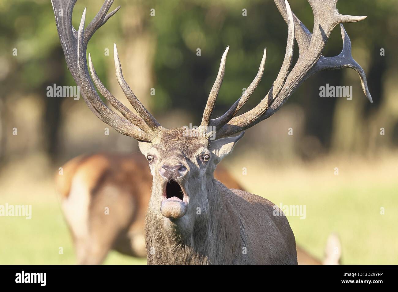 Cerf roux (Cervus elaphus) pendant la saison des ornières, cerf capital rugissant dans une clairière forestière, portrait d'animaux, faune, automne, Sauerland, Rhénanie du Nord- Banque D'Images