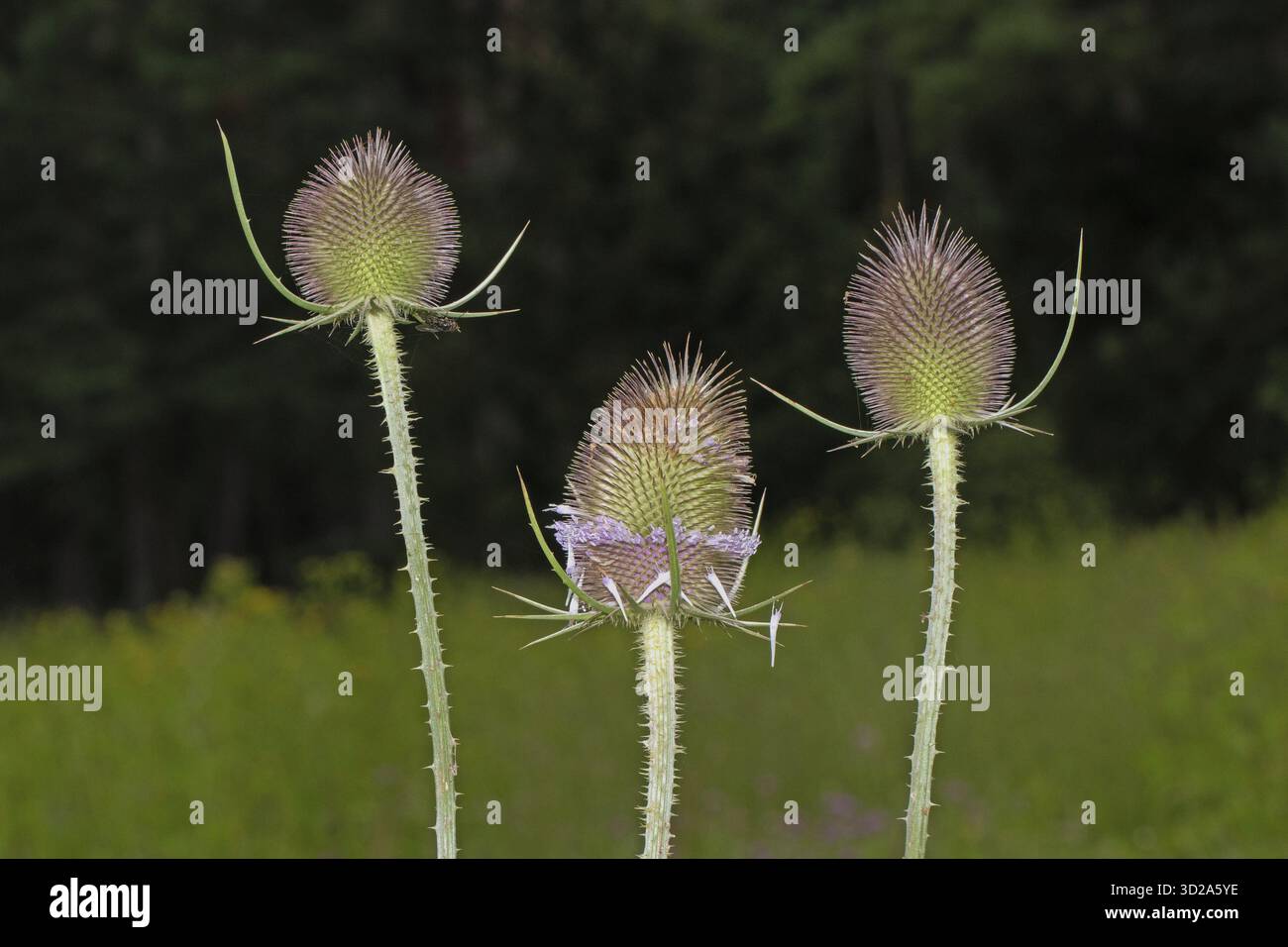 Wild card trois fleurs violettes côte à côte, Arnhofen, Bavière, Allemagne Banque D'Images