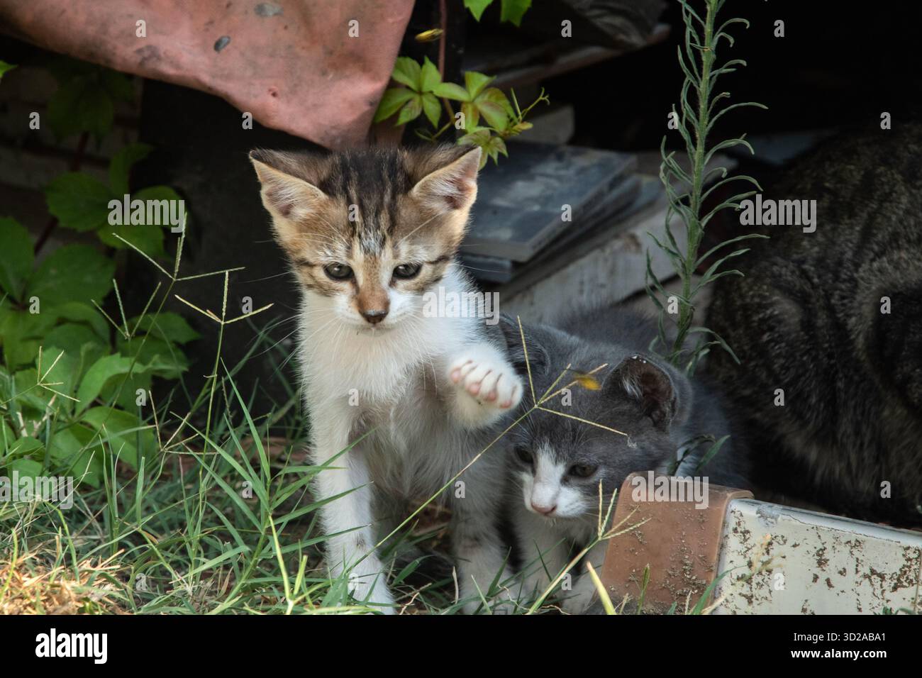Adorables chatons errants tabby et gris recevant de la nourriture et des soins dans un environnement d'abri extérieur sûr. Banque D'Images
