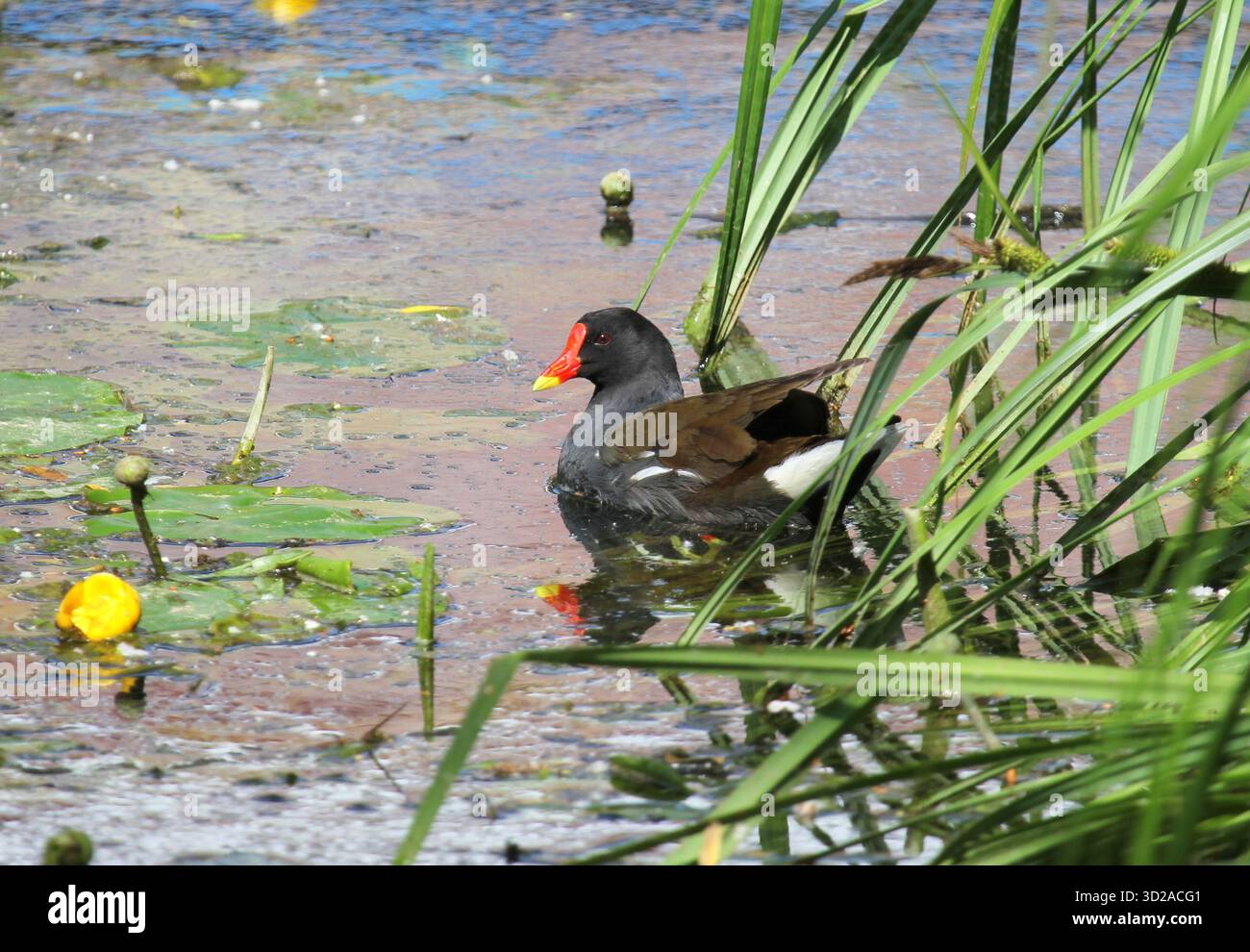 Moorhen, Gallinula chloropus, sur la rivière Waveney, Suffolk, Angleterre. Banque D'Images