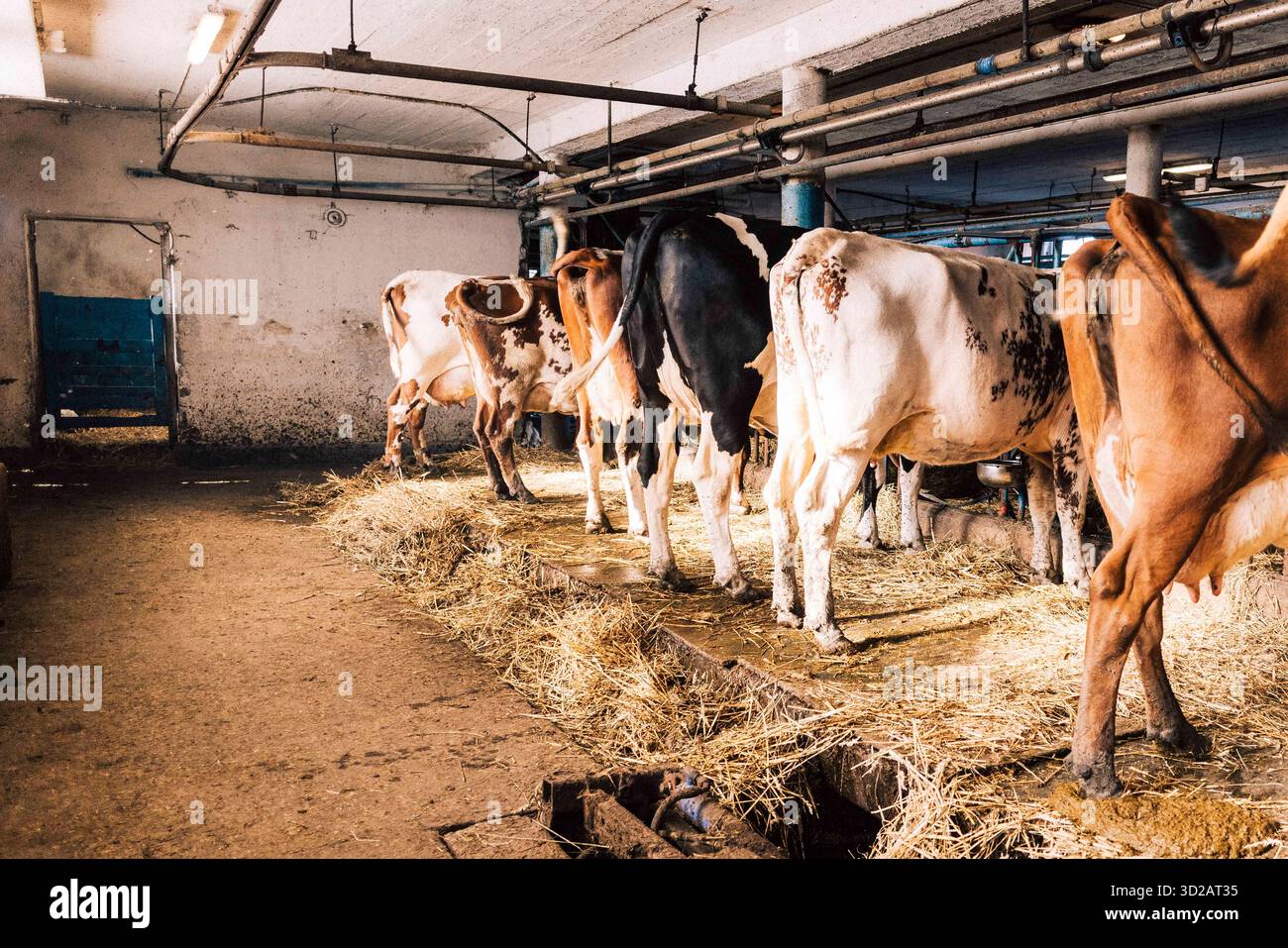 Différentes vaches debout côte à côte et pâturant dans une grange Banque D'Images