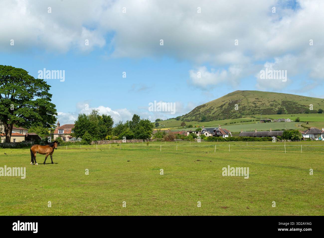 Un cheval dans un champ avec Largo Law Hill en arrière-plan, Upper Largo, Fife, Écosse Banque D'Images