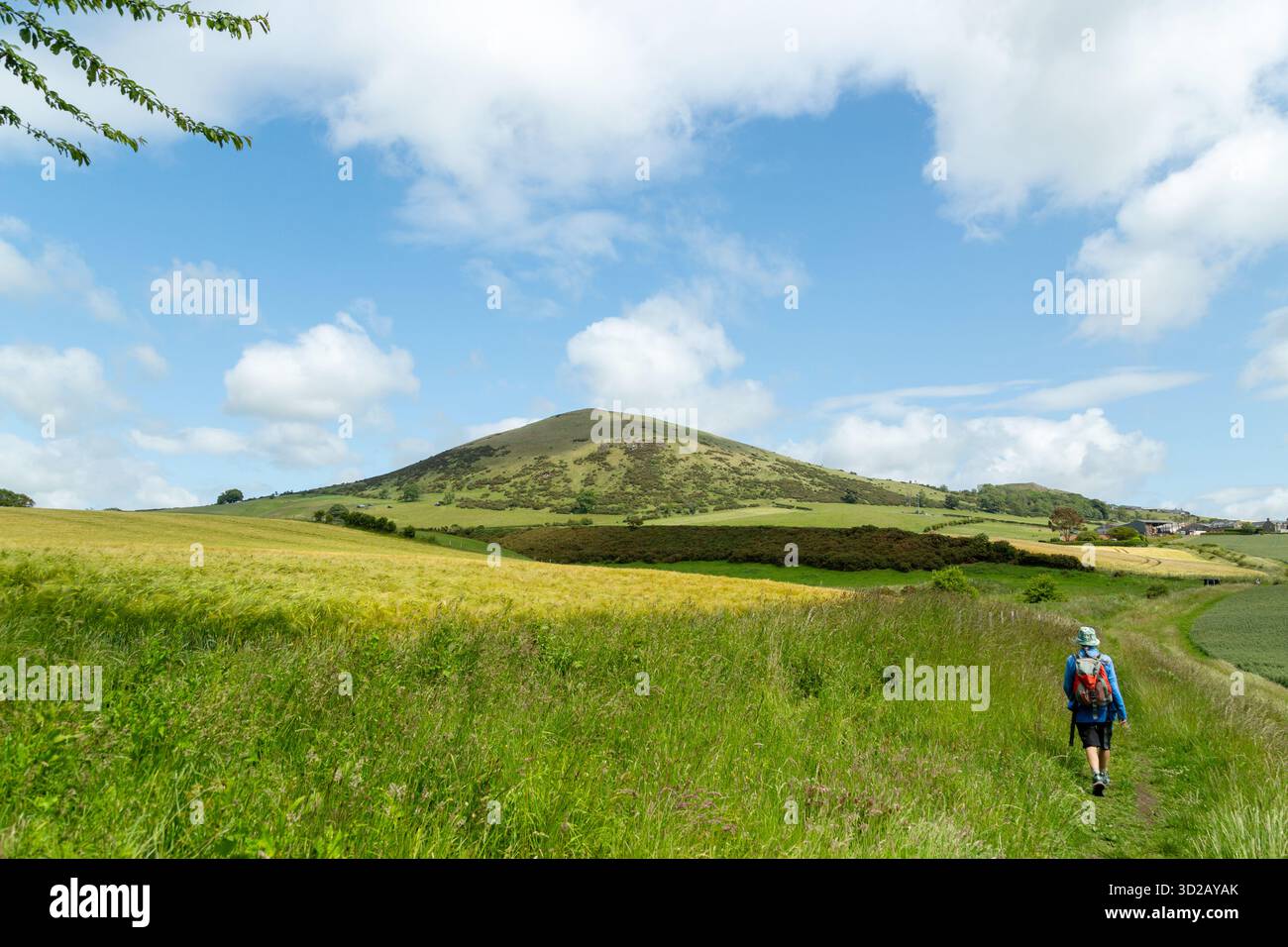 Un marcheur se dirige vers Largo Law, une petite colline de Fife, en Écosse Banque D'Images