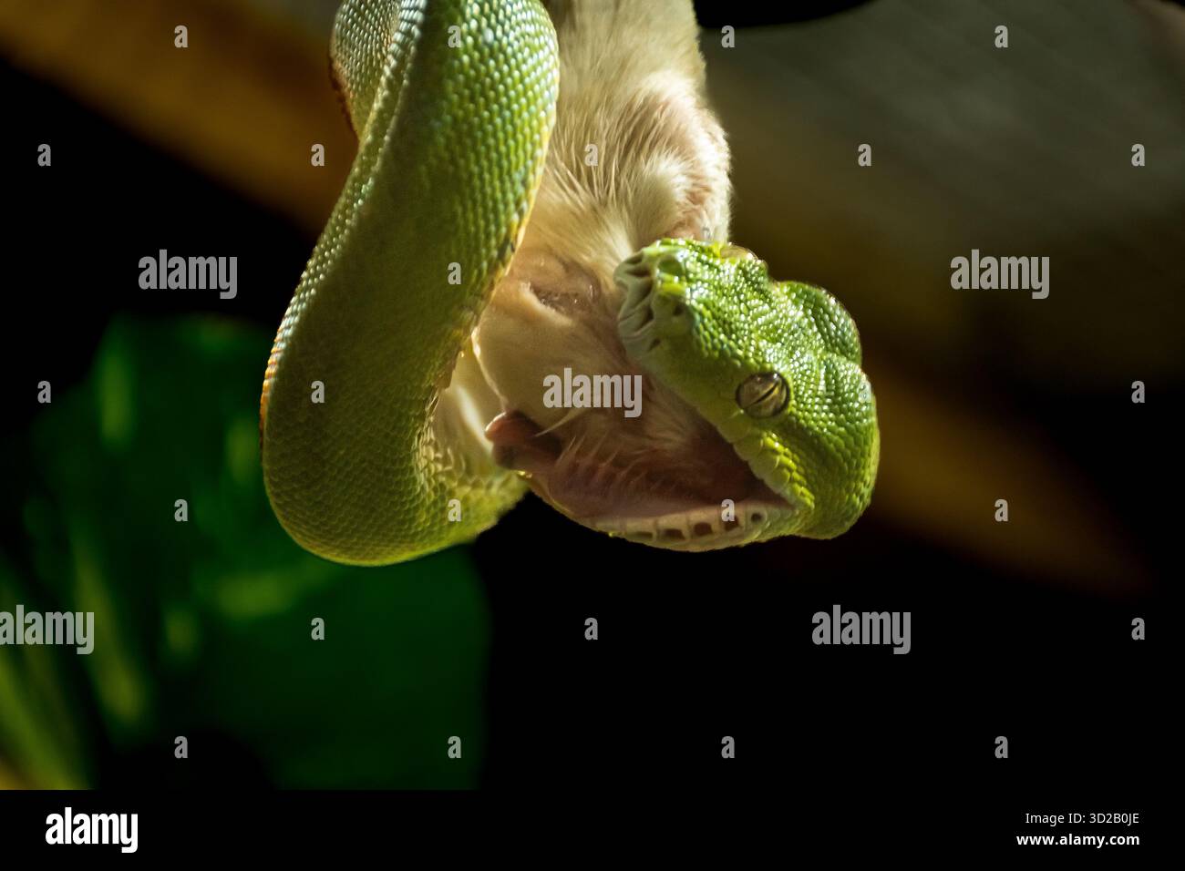 divers beaux serpents (serpentes) pris sous différentes formes. Reptiles africains, asiatiques, nord et sud-américains Banque D'Images