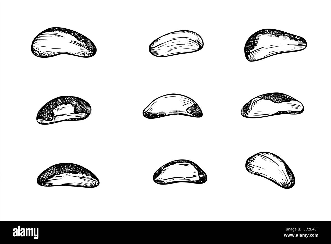 Jeu d'écrous du Brésil dessiné à la main monochrome vecteur noir et blanc illustration. Croquis graphique réaliste de noix pelées saines. Ingrédients bruts Illustration de Vecteur