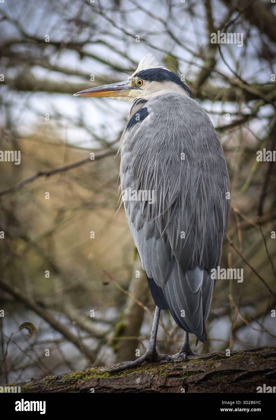 Un héron gris ( Ardea cinerea ) avec le cou rétracté à Rickmansworth Aquadrome, Hertfordshire Banque D'Images