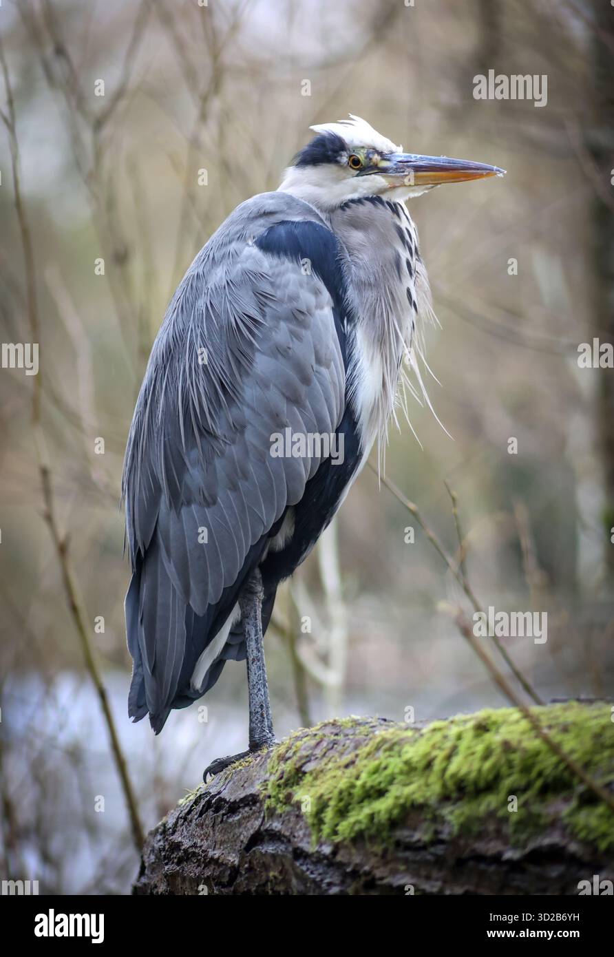 Un héron gris ( Ardea cinerea ) avec le cou rétracté à Rickmansworth Aquadrome, Hertfordshire Banque D'Images