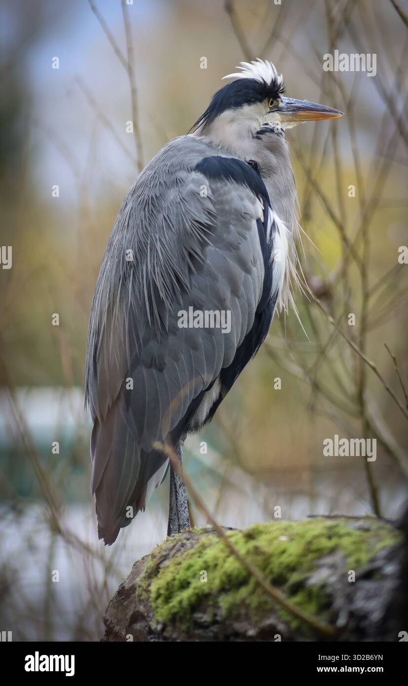 Un héron gris ( Ardea cinerea ) avec le cou rétracté à Rickmansworth Aquadrome, Hertfordshire Banque D'Images