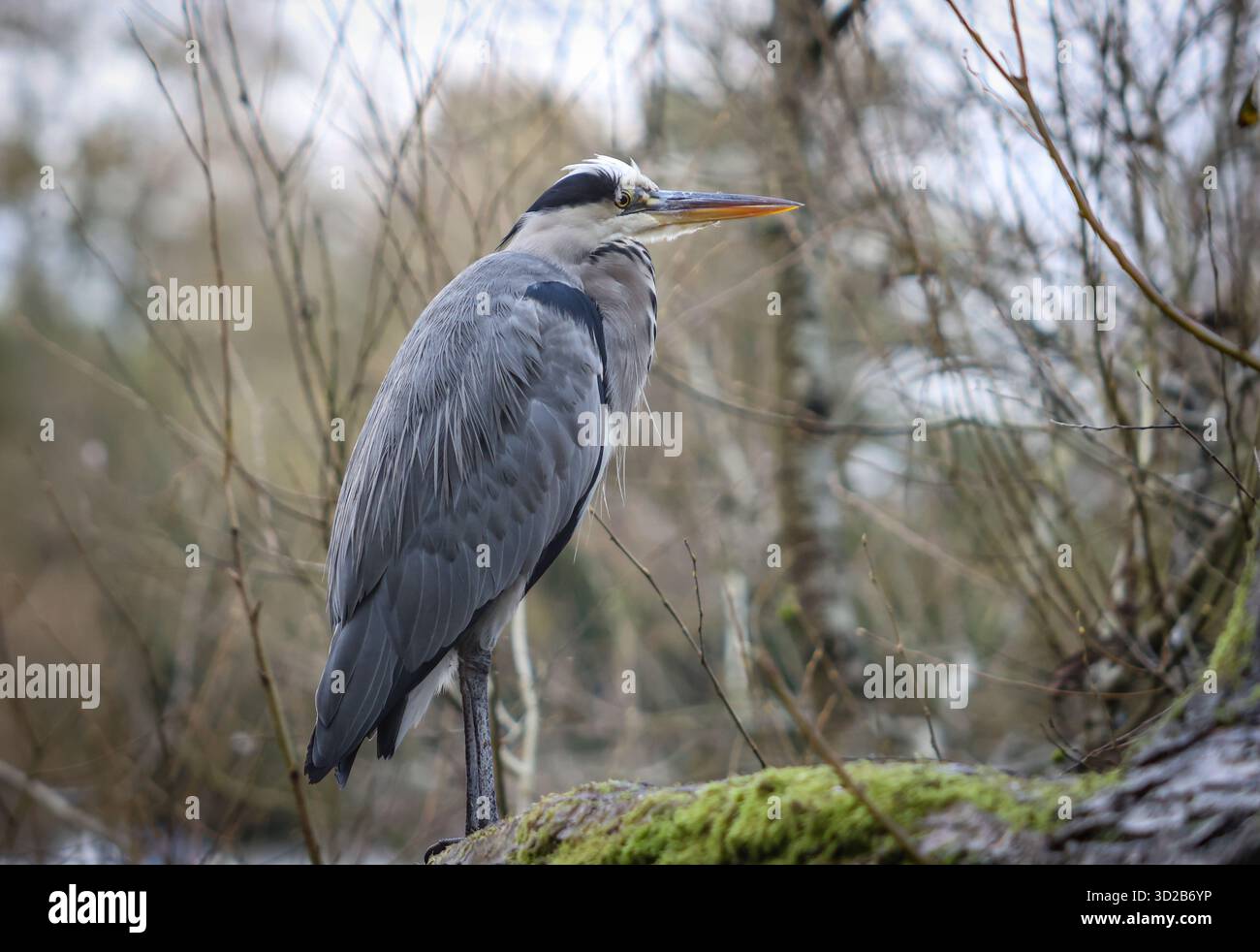 Un héron gris ( Ardea cinerea ) avec le cou rétracté à Rickmansworth Aquadrome, Hertfordshire Banque D'Images