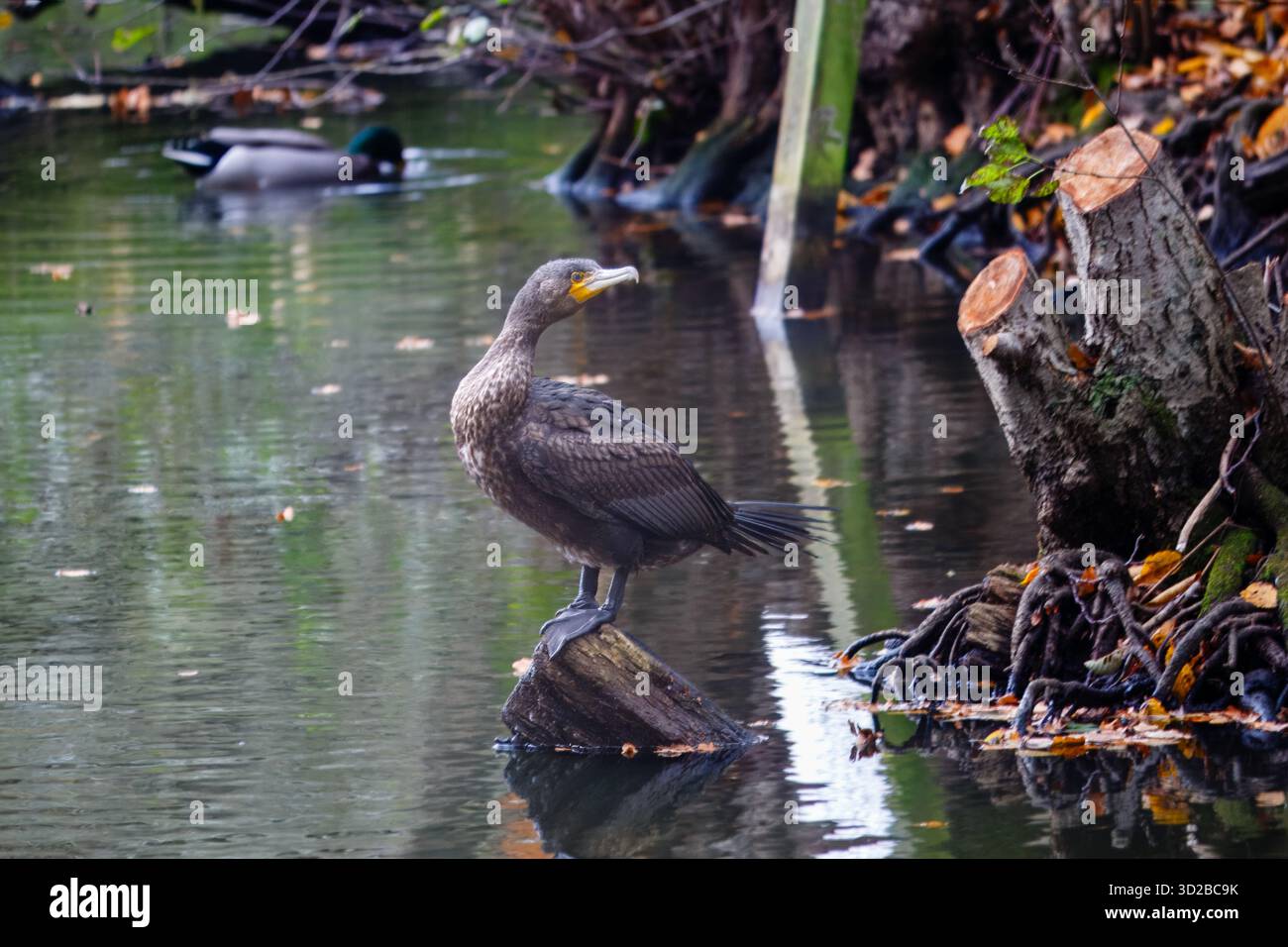 Un grand cormoran noir debout sur une bûche à Gobions Lake, Hertfordshire Banque D'Images